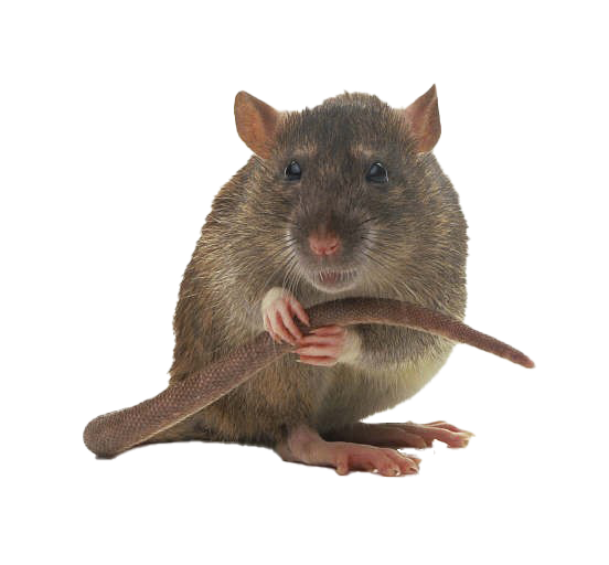 Уничтожение крыс