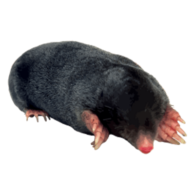 Уничтожение кротов